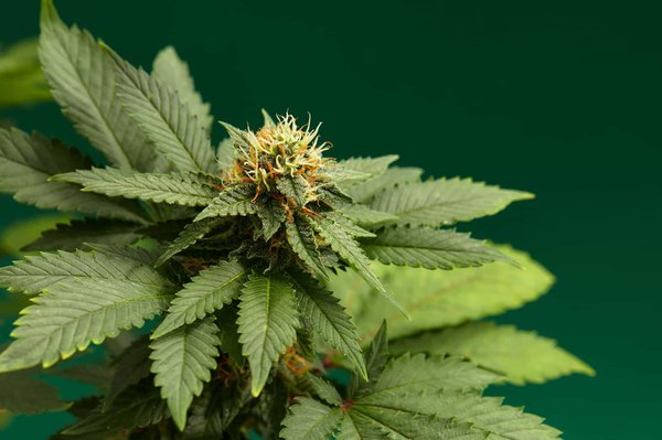 Maximisez l'impact de votre isolat de chanvre sur vos fleurs : guide essentiel